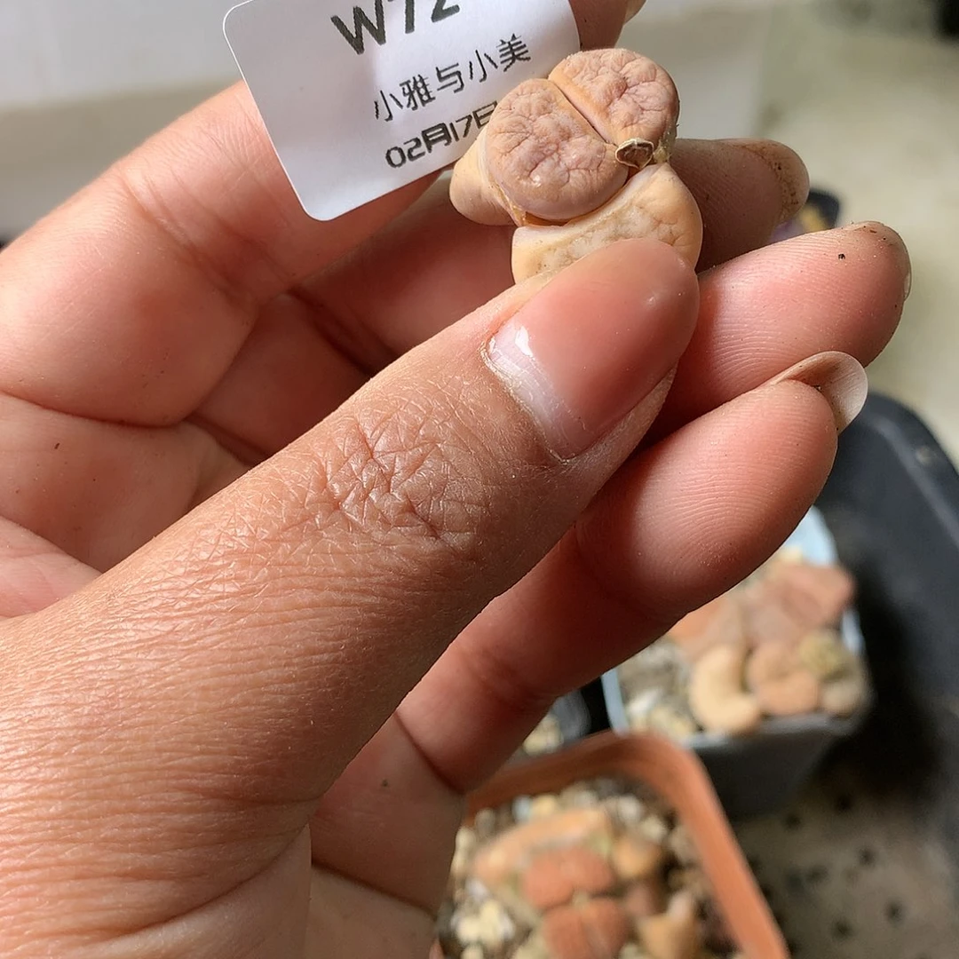 一*W72多肉植物保护研究所