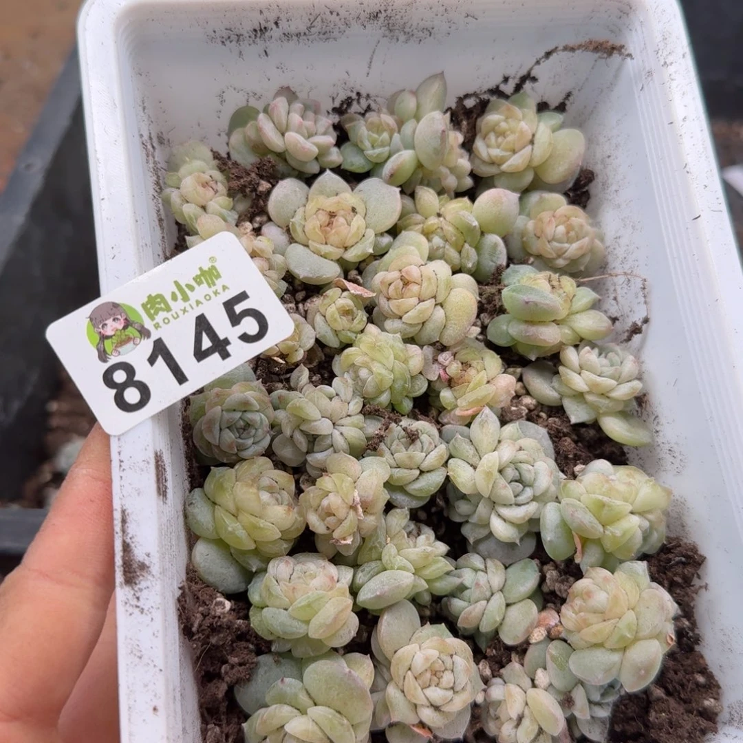 九***煊多肉植物多肉植物