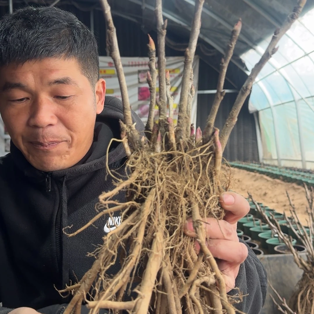 冠群芳017。