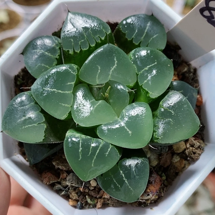 【闪购商品】82姬翠