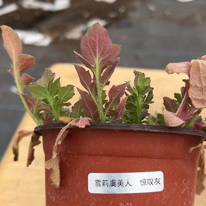 红陶抖音直播闪拍306