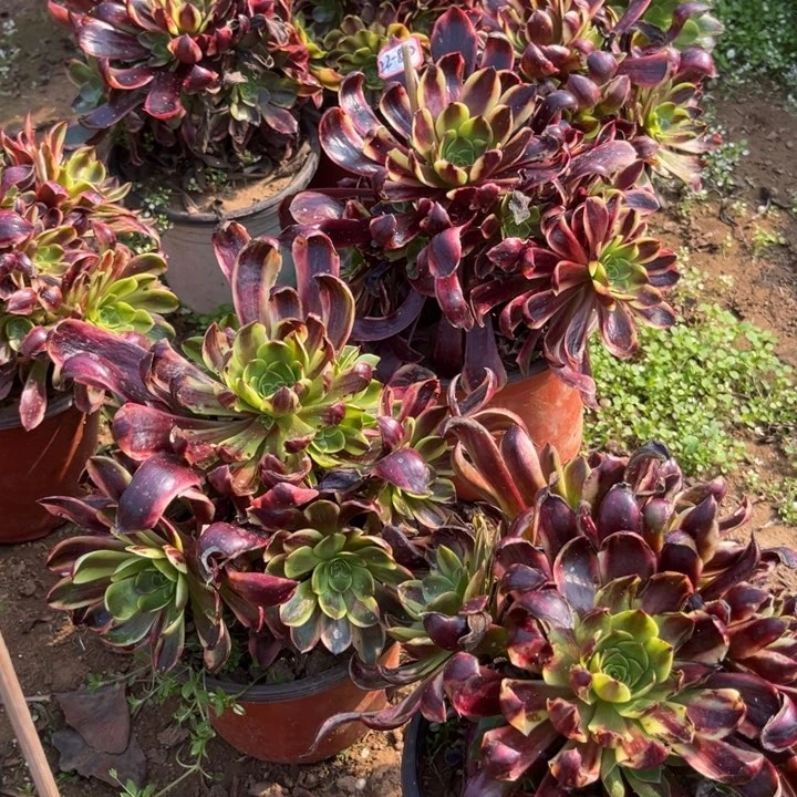 欧嘉莉亮牌5一个多肉植物