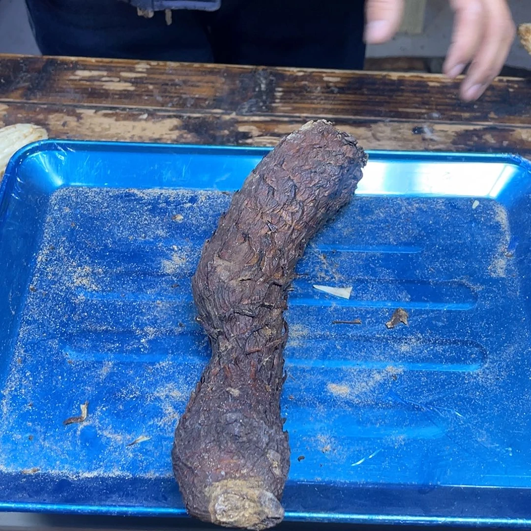 中国大陆0.8斤27厘米老断根