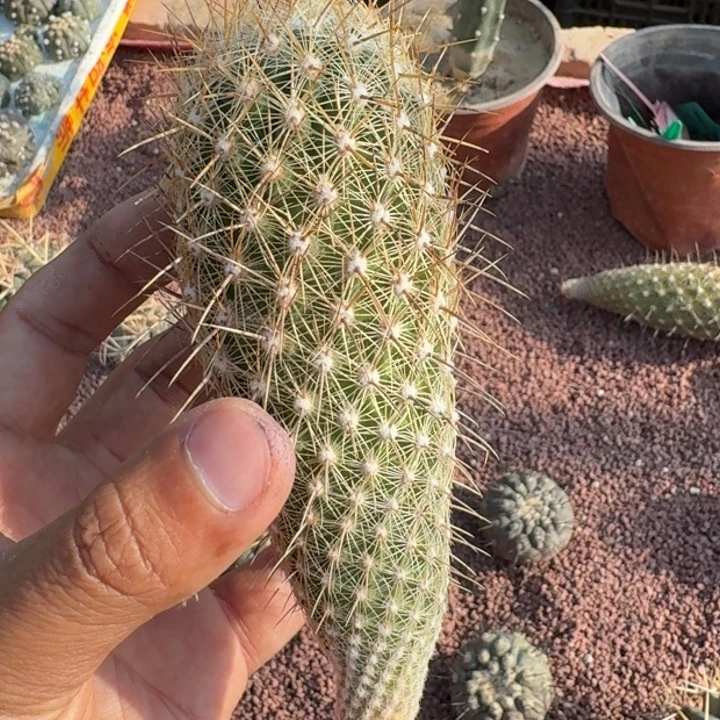 赤岭丸有根6555555555