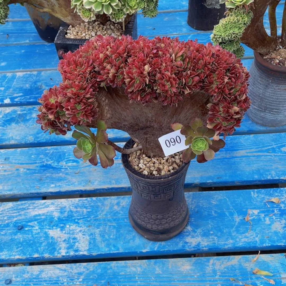 090号柠檬玫瑰缀化