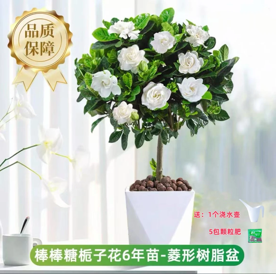 大叶栀子花盆栽浓香型室内外绿植四季开花阳台庭院花卉