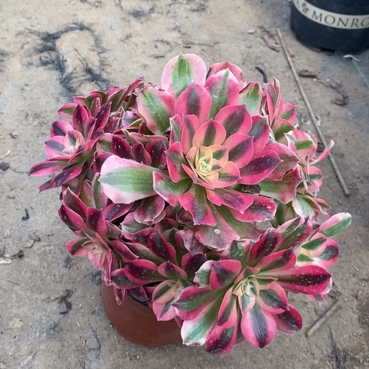 粉女巫多肉植物50