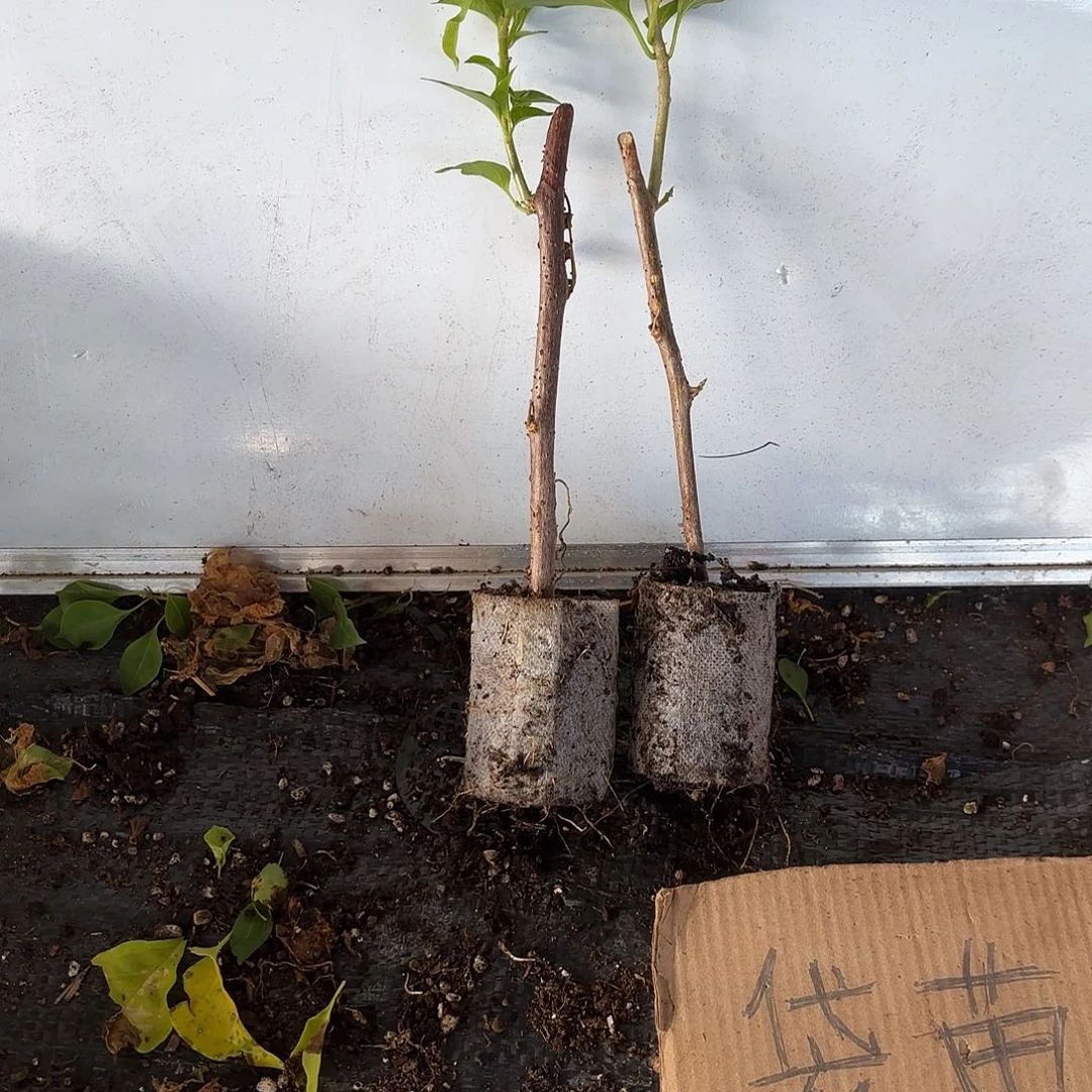 爱***0无花朵袋苗盲盒两颗