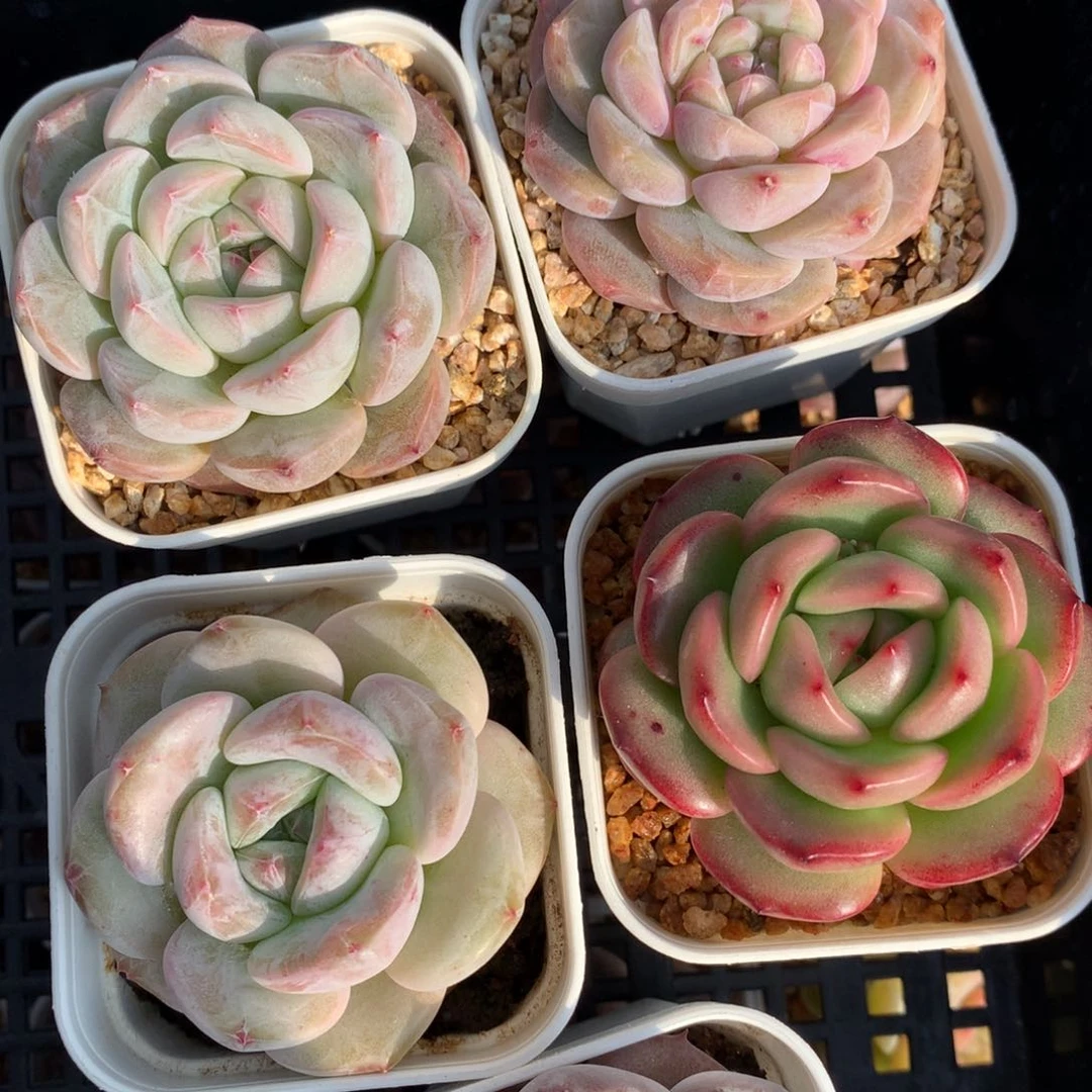 0211-71 糖心优选