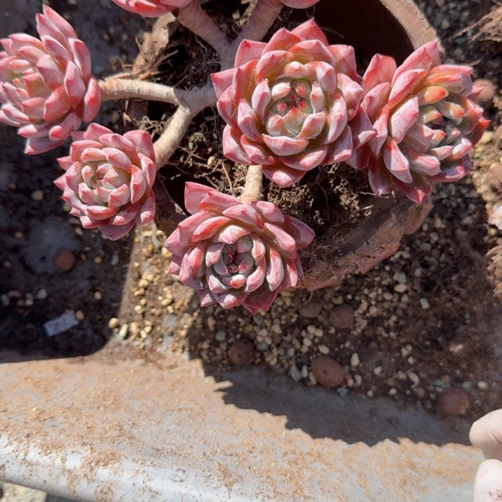 孙***凤粉蓝鸟老桩群精品包邮