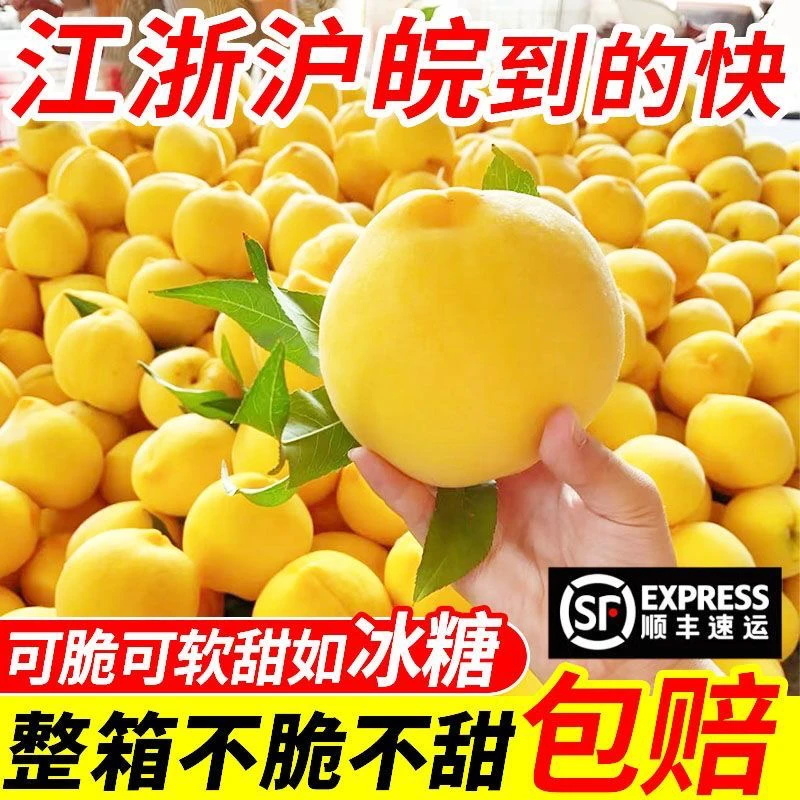 【顺丰包邮】正宗砀山黄桃新鲜应季水果水蜜桃黄毛桃脆软整箱批发