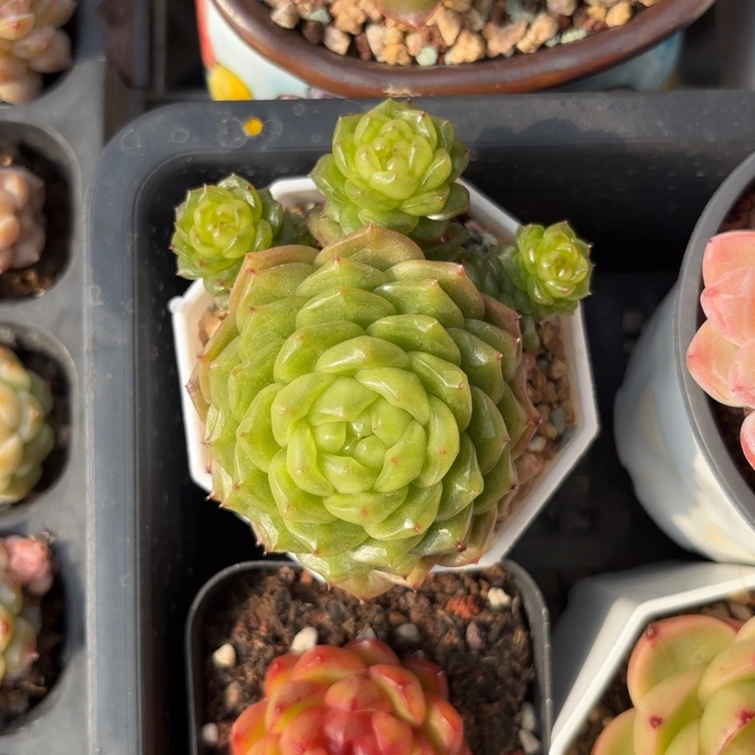 灯泡珍妮一物一拍