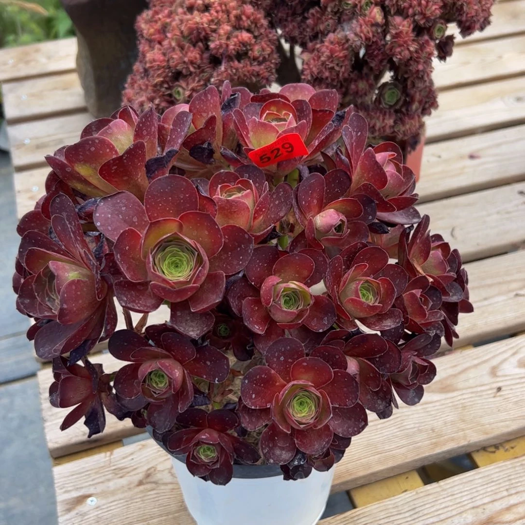 529炖肉植物发货魅金