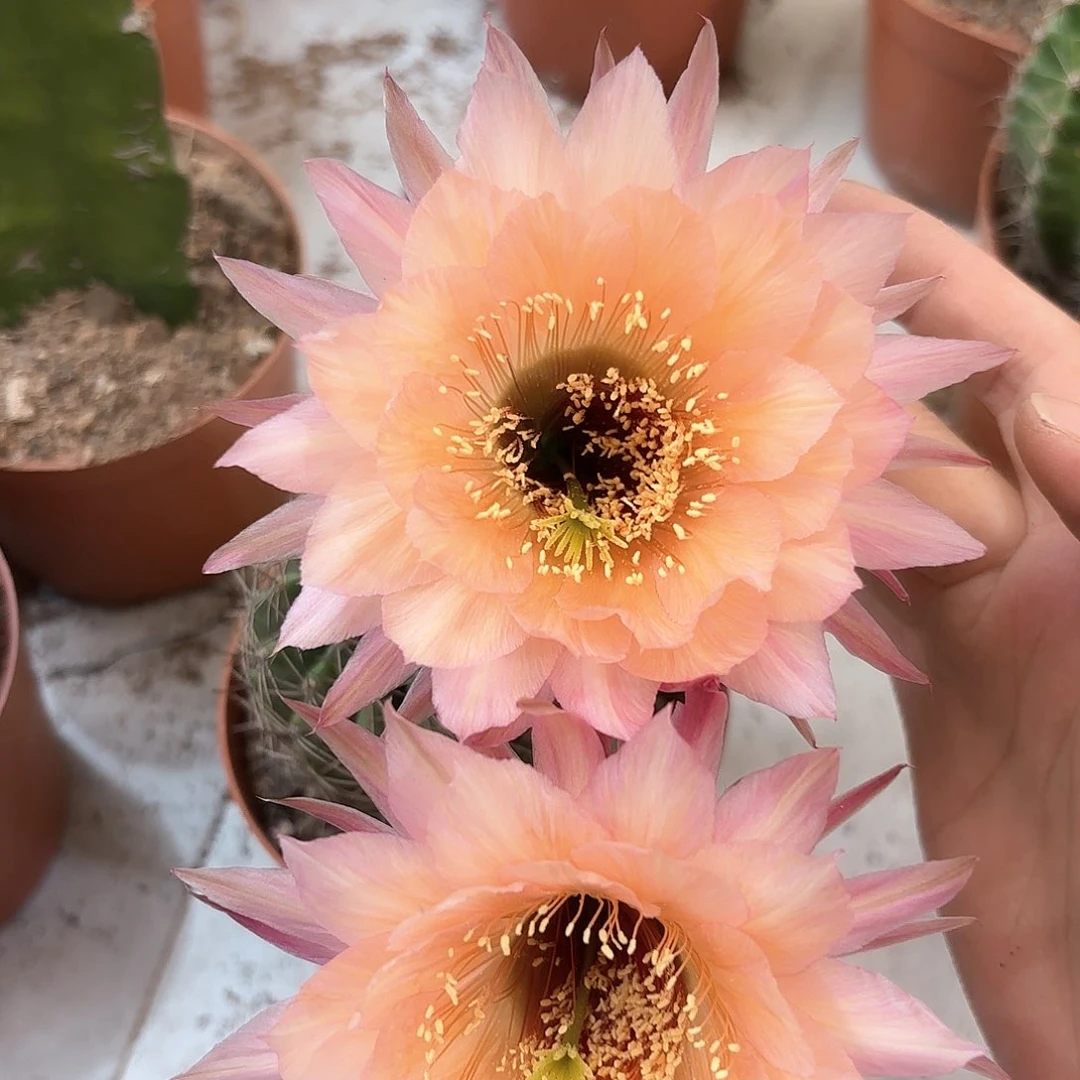 彩草茶香宾群生10公分左右