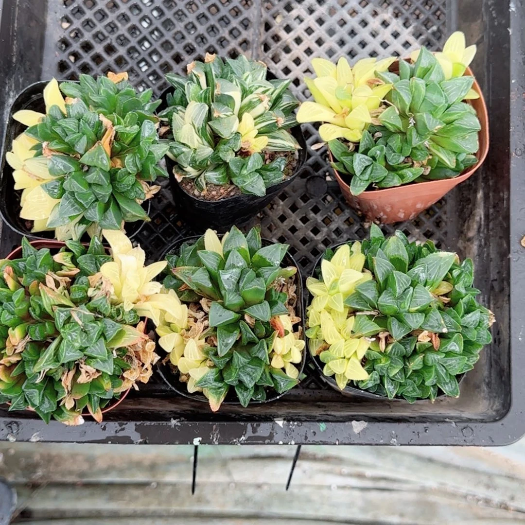 姬寿锦多肉植物一颗