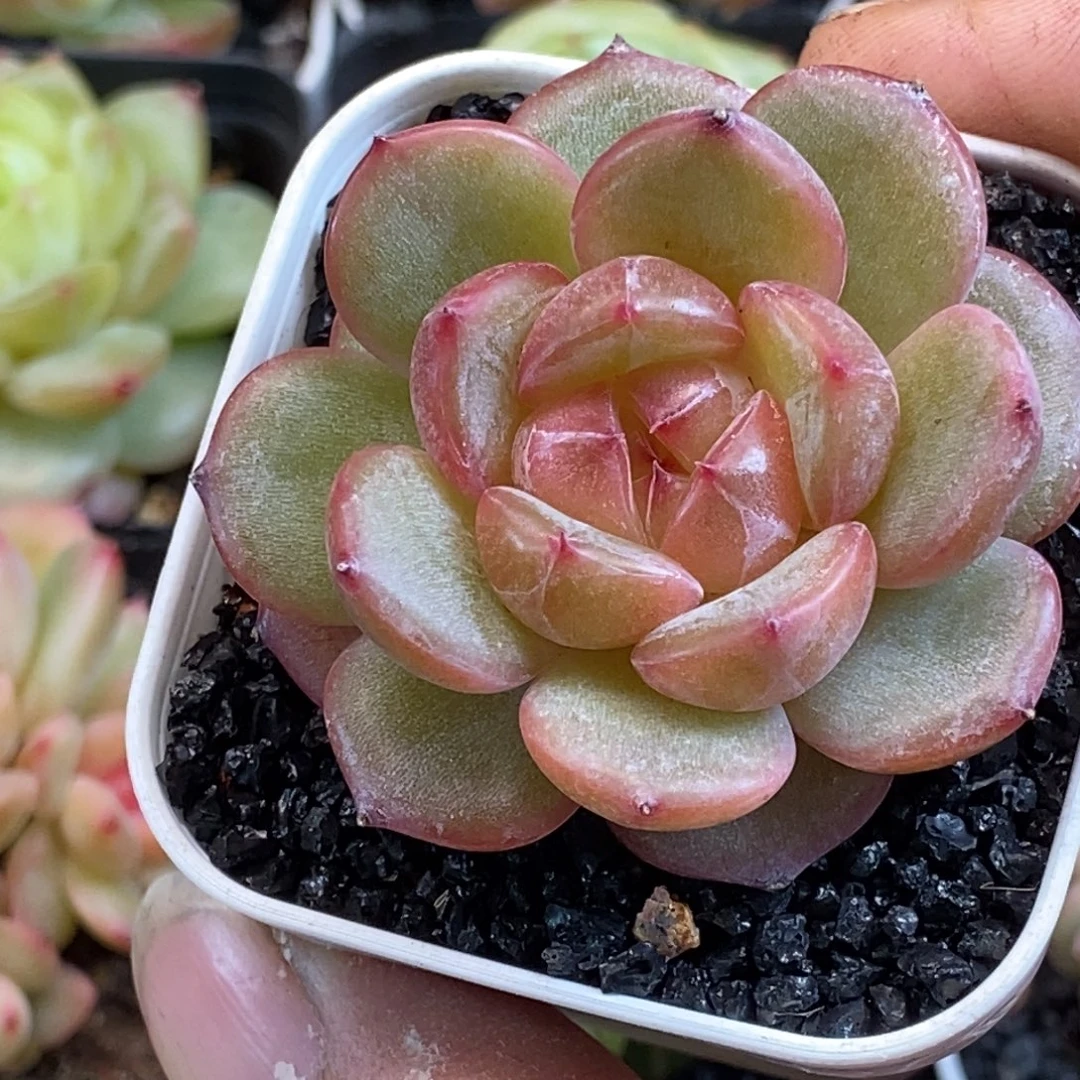 天官赐福百无禁忌