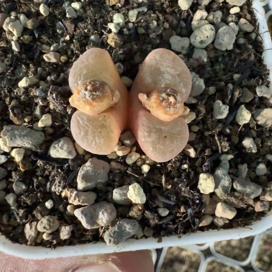 K****.3081。风铃一颗。好看