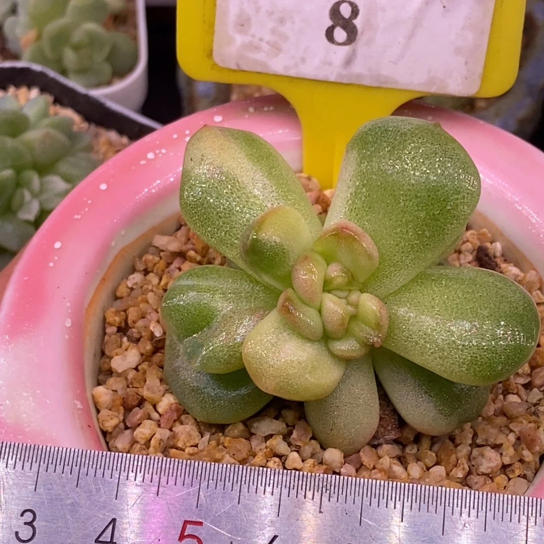 18冰玉锦，变异叶型
