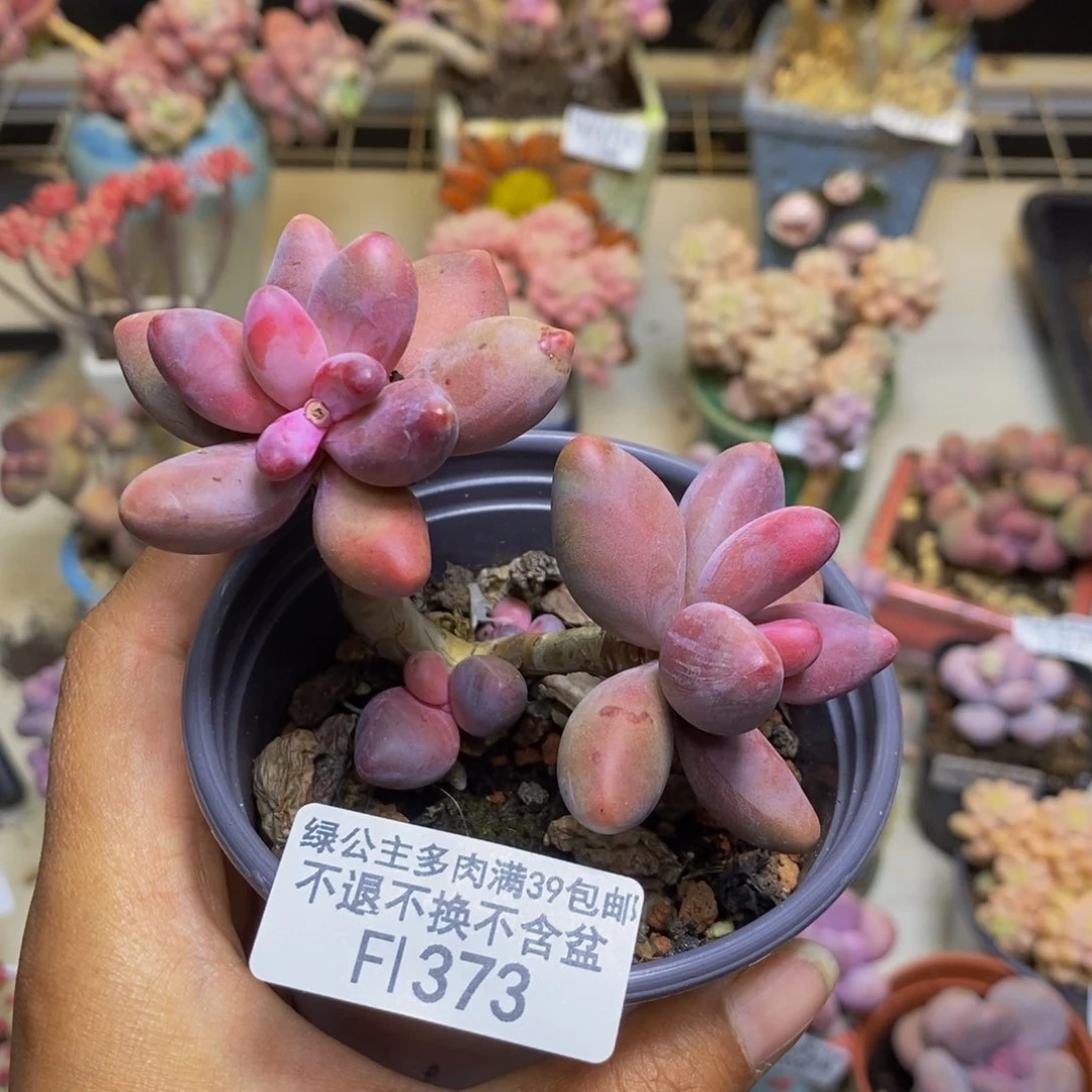 373糖果美人多肉6c m