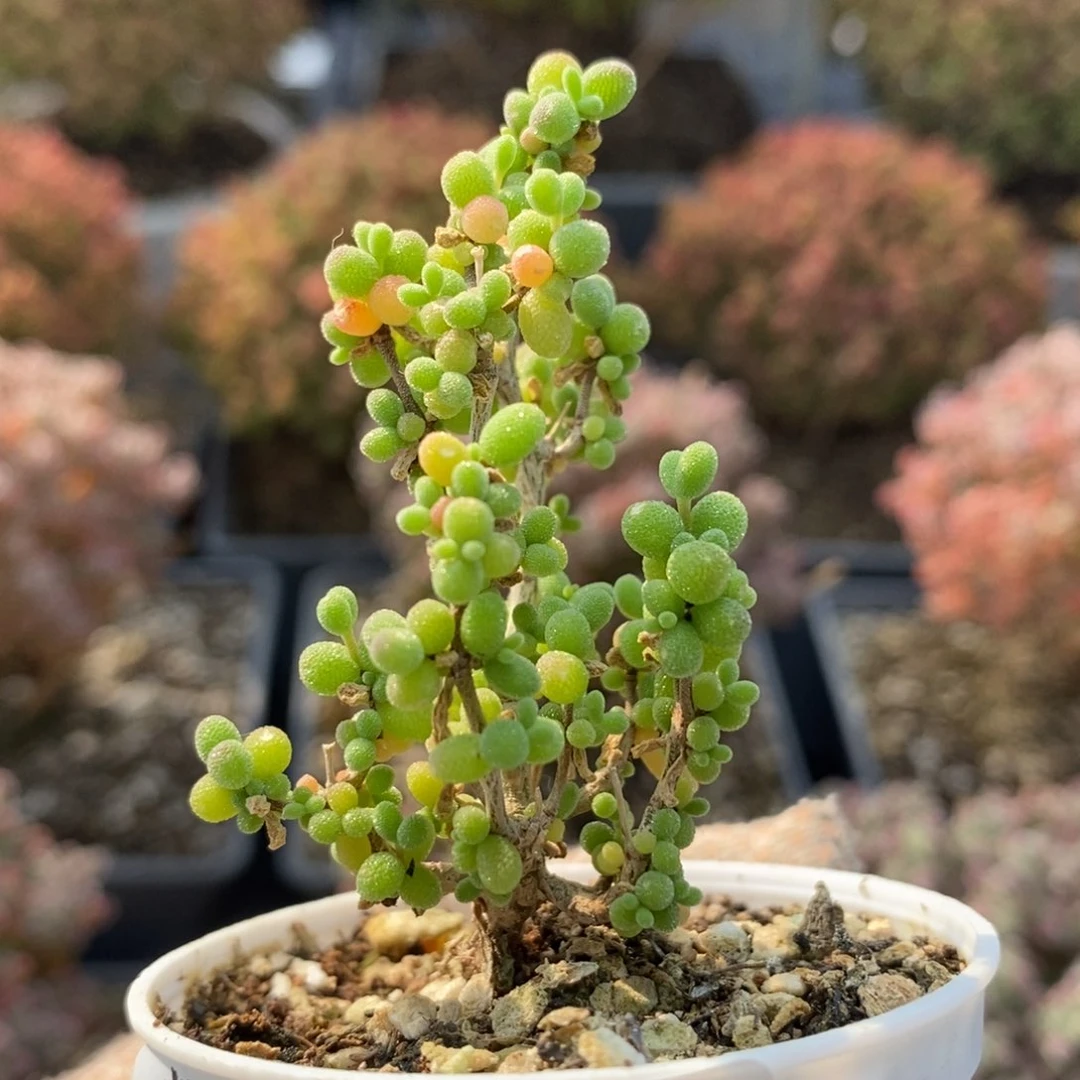 糖豆米5598枝干番杏