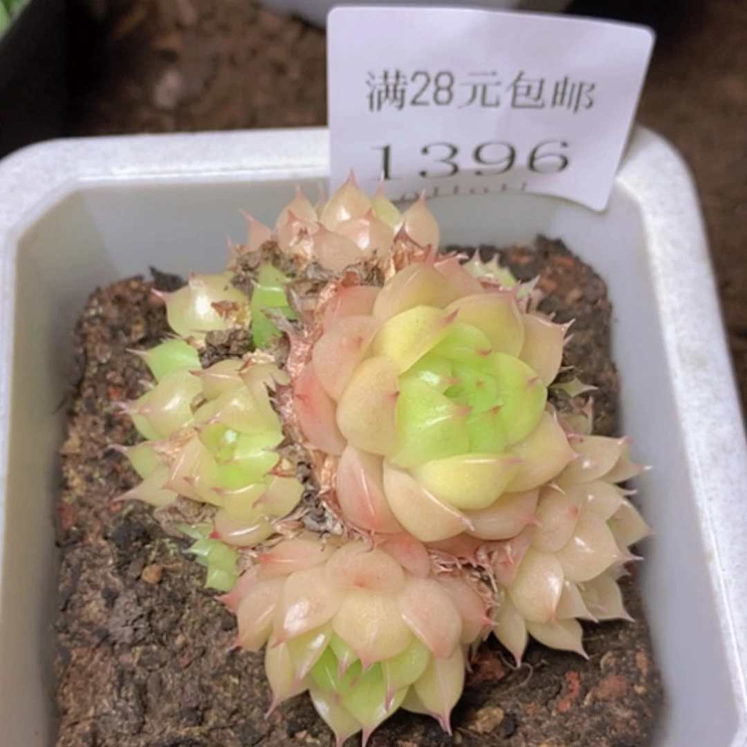 【闪购商品】云1396号