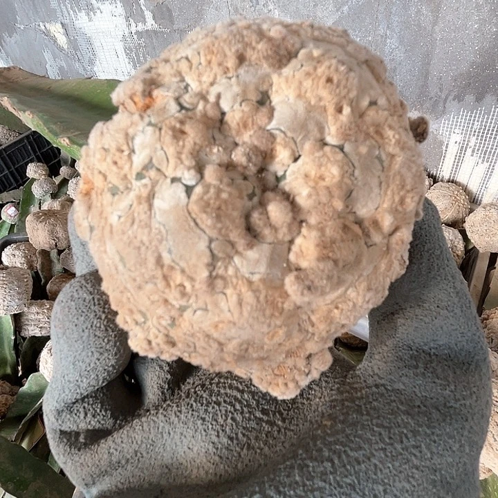 完全开放兜兜兜1