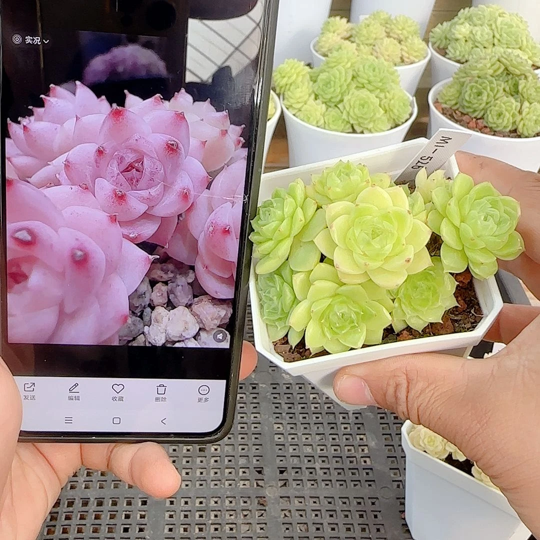 猫***仔【闪购商品】1001-115（m1-526）