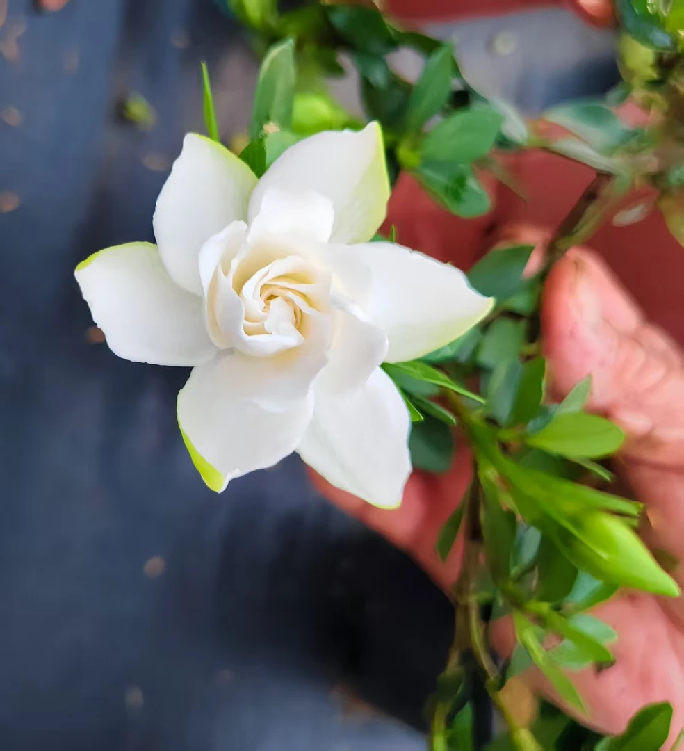 【千叶凤凰】新品种栀子花重瓣浓香花卉袋苗