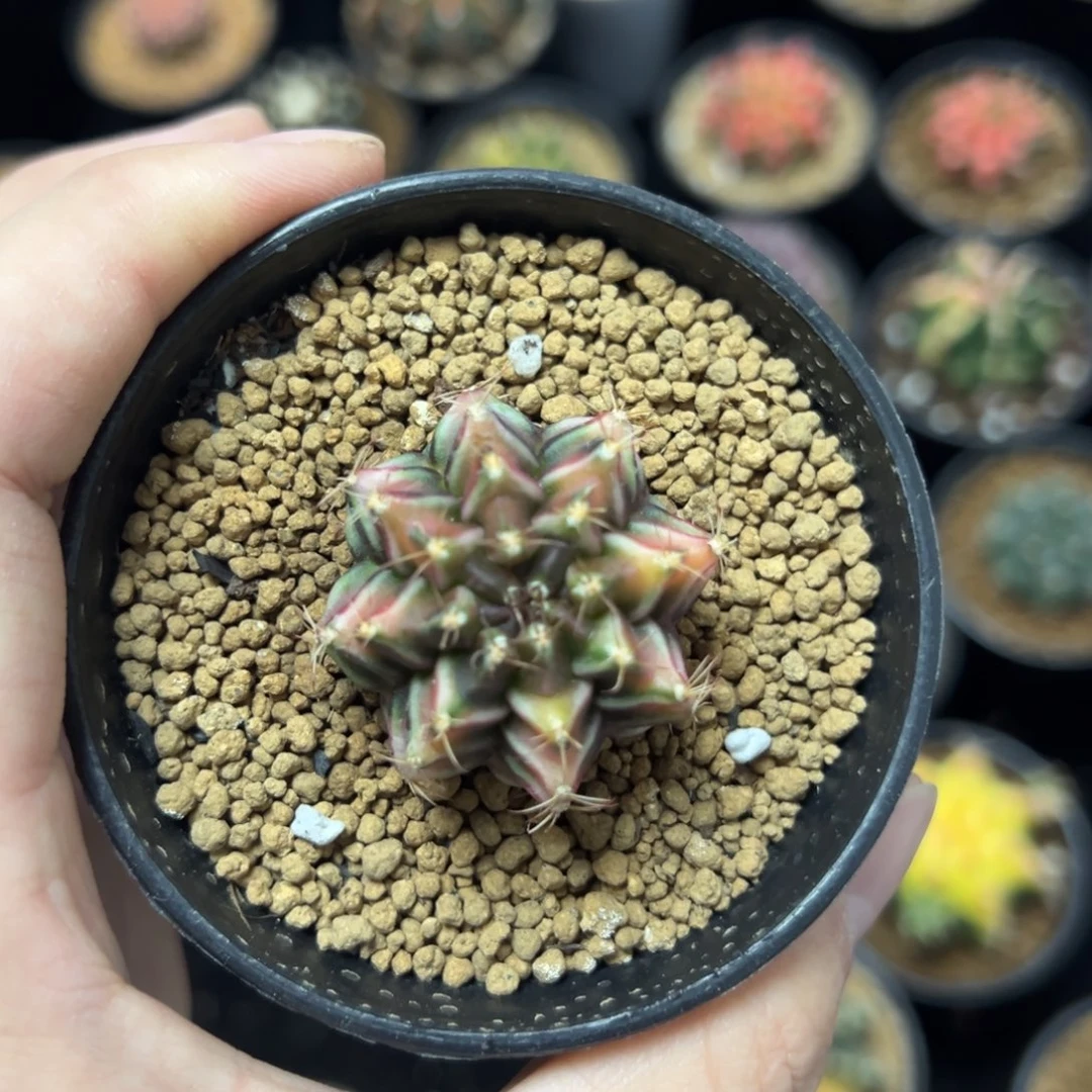 啤酒侧芽自根带盆土发货1