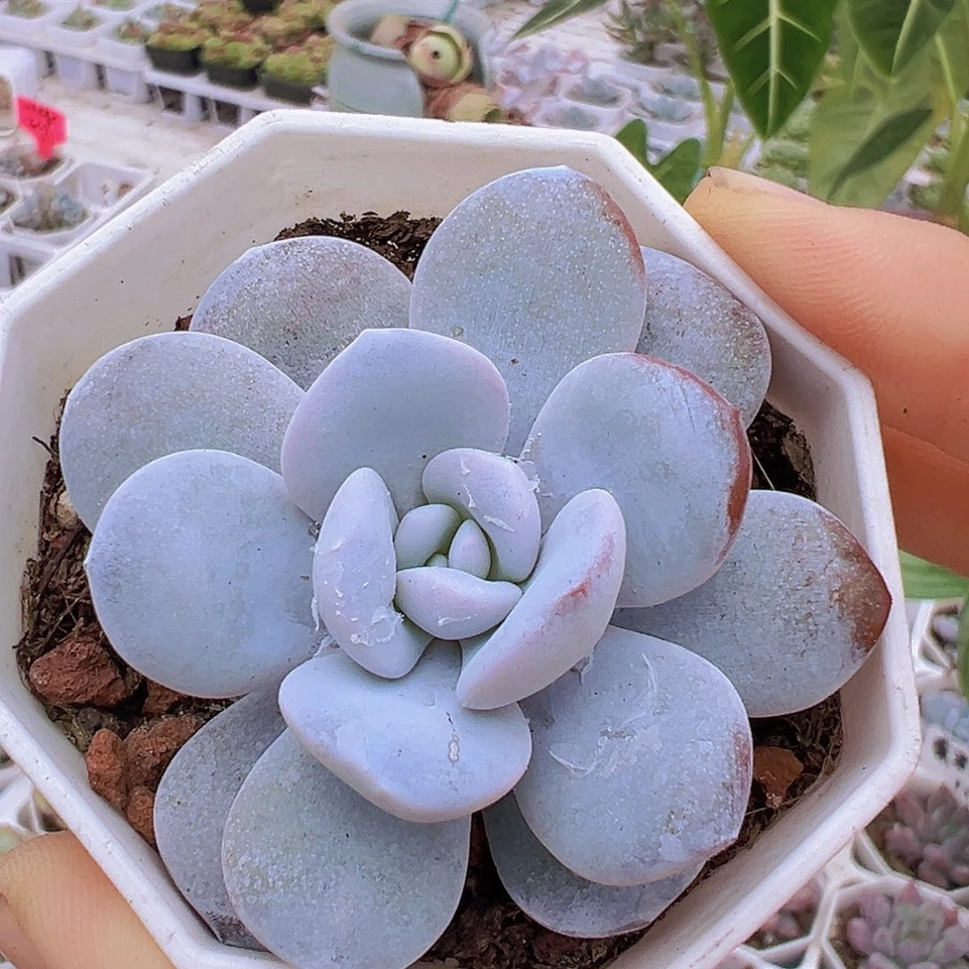 雪莲19包邮多肉植物