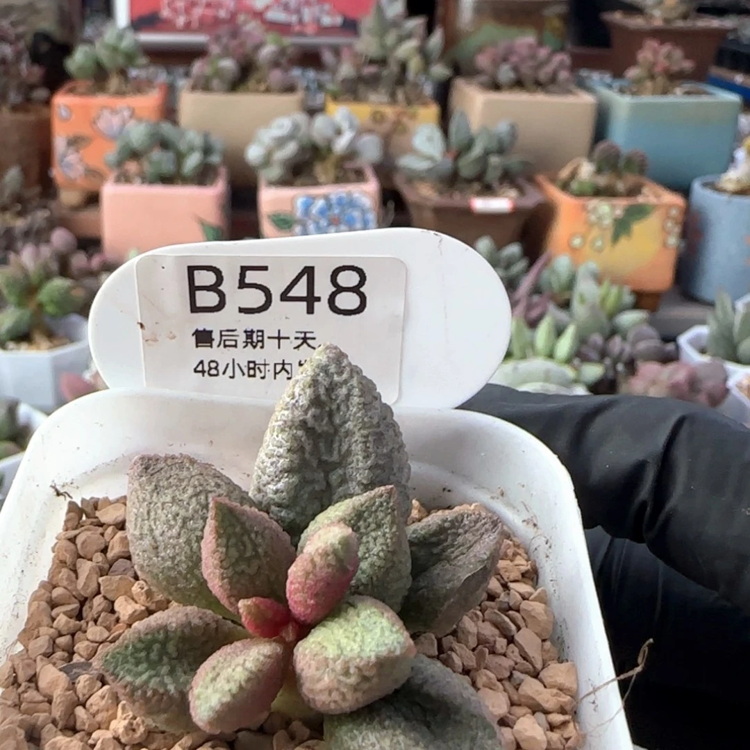 大****释迦。  548。