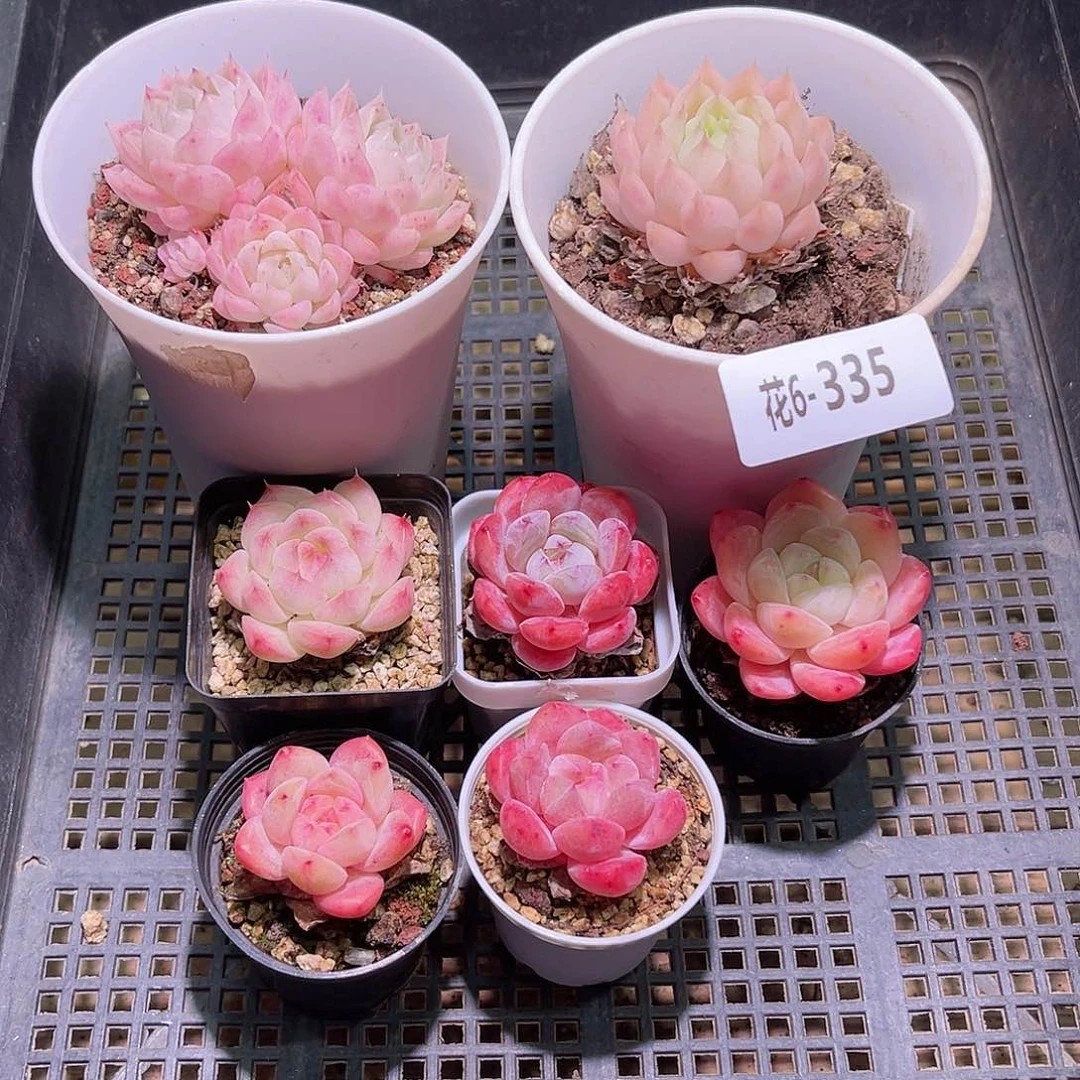 花06-335框拍多肉7颗