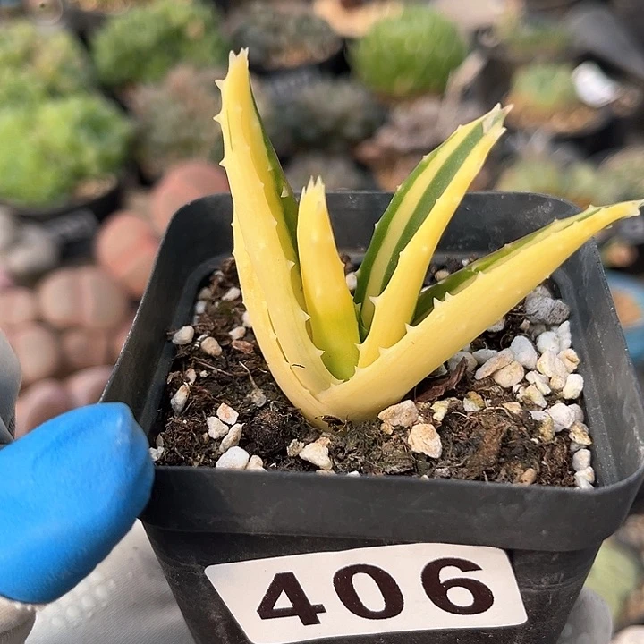 406 优选芦荟锦 带盆土