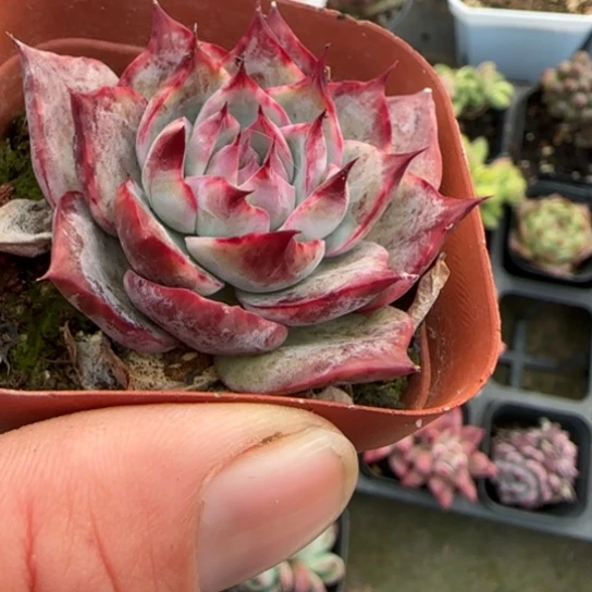 17惊鸿多肉植物多