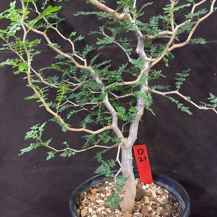 汤圆植物滔天橄榄