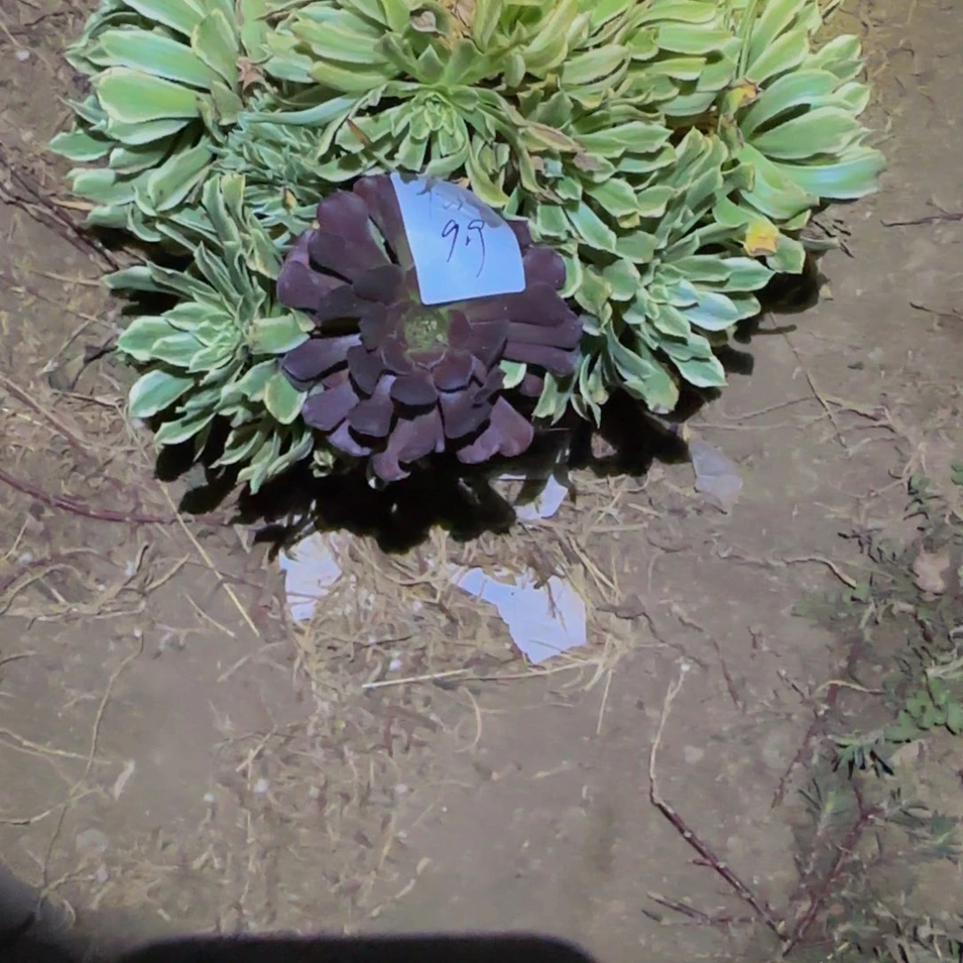 霸****）一物一拍多肉法师福利1230