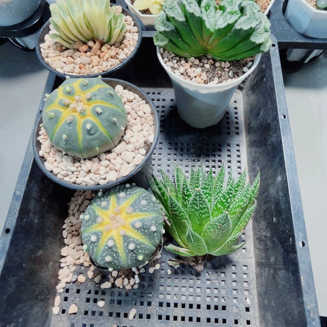 彧***昪5棵漂亮肉肉多肉植物