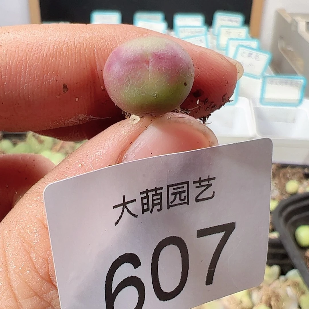 000607 一物一拍……