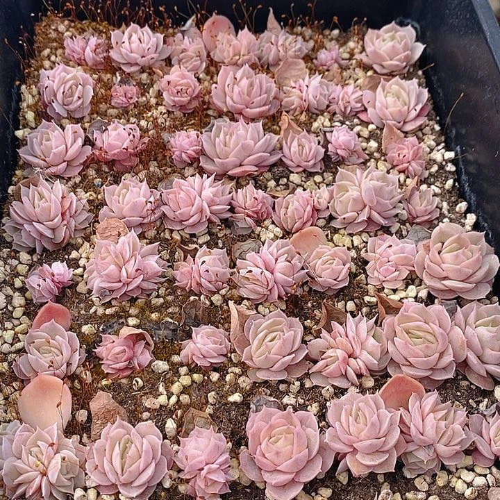 269 多肉植物盆栽花卉植物