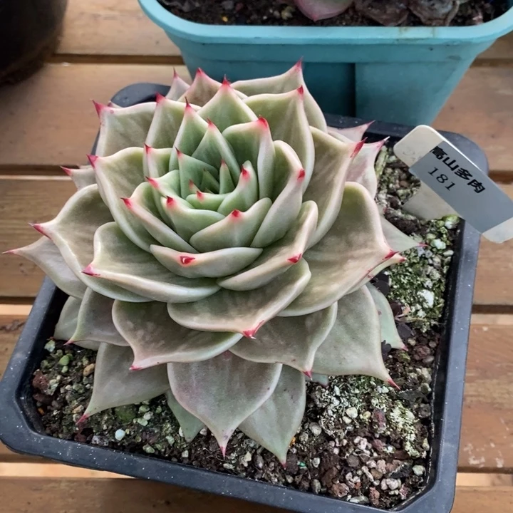 D181- 直播福利 虎皮星星锦