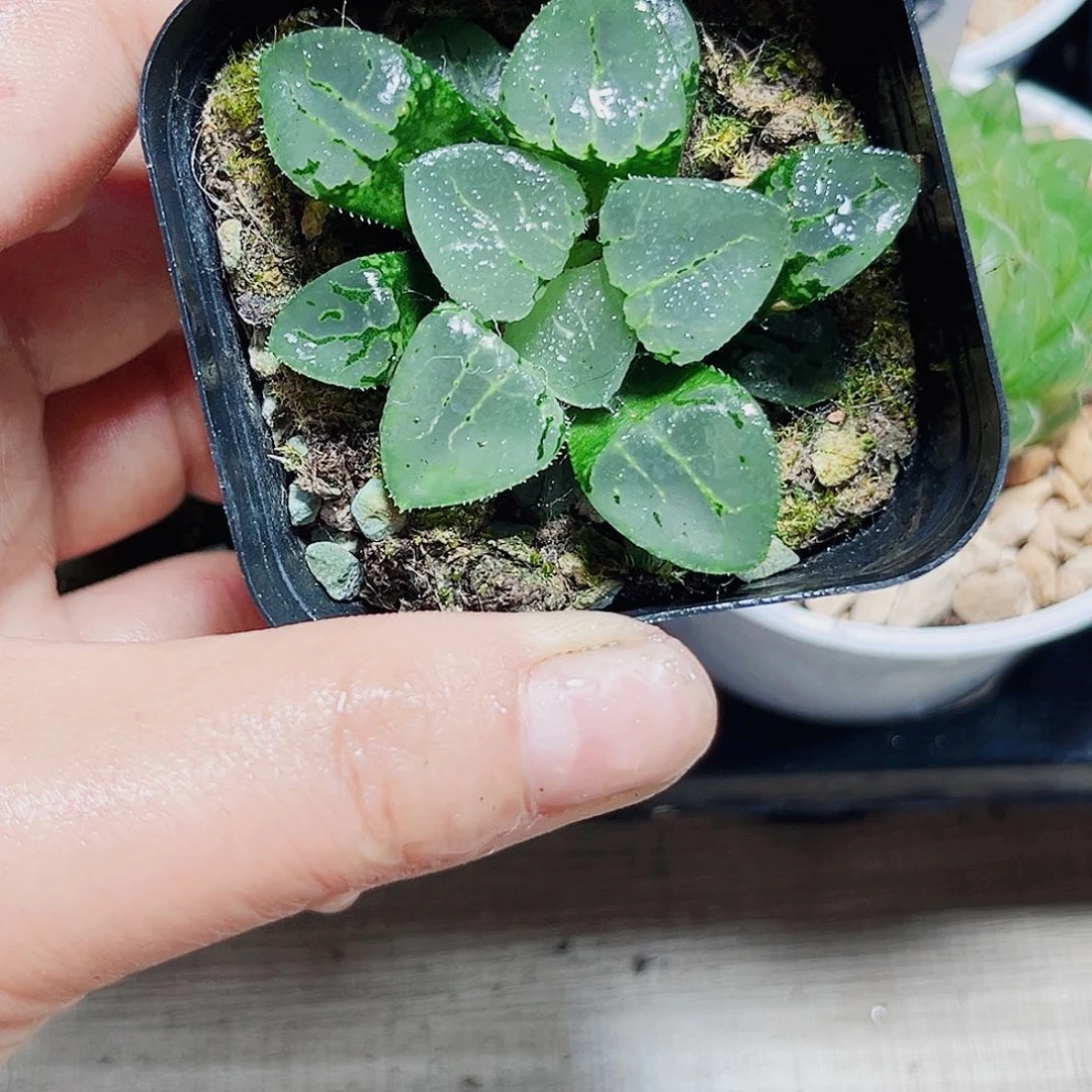 特价玻璃克多肉植物666