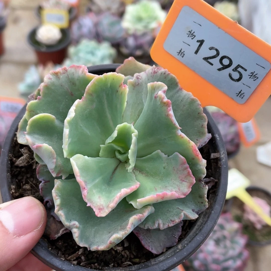 【闪购商品】D**H1295号