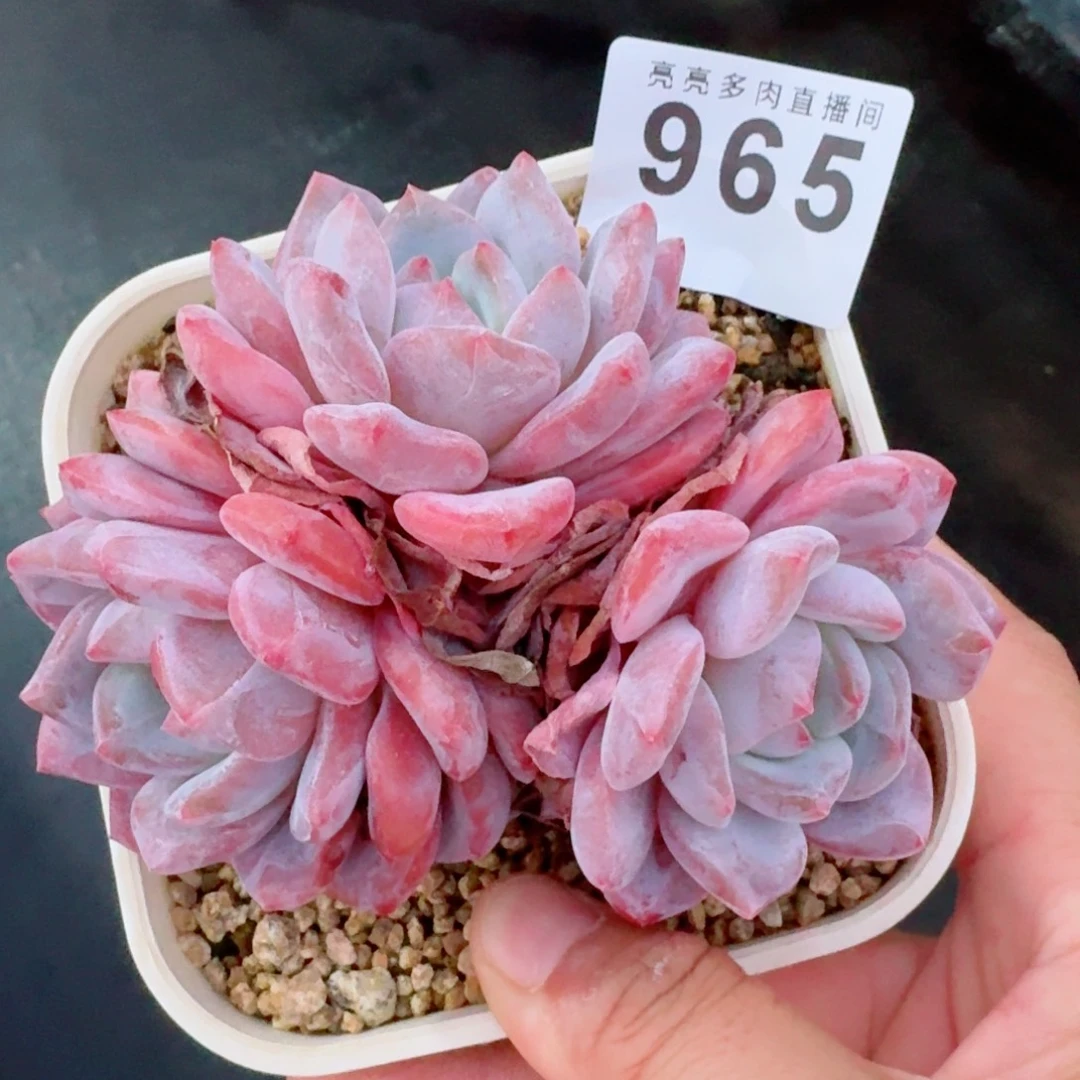 爱****橙子            精美多肉植物
