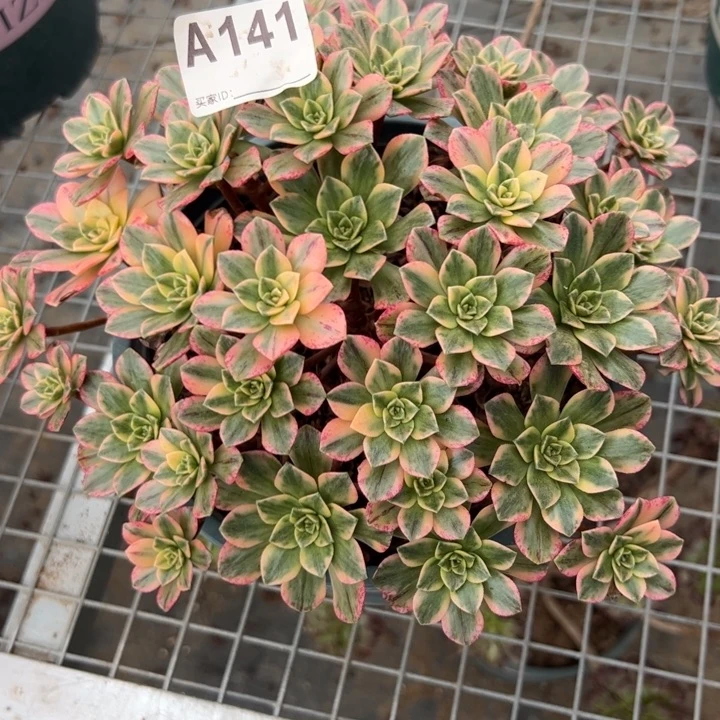 141甜茶22厘米左右