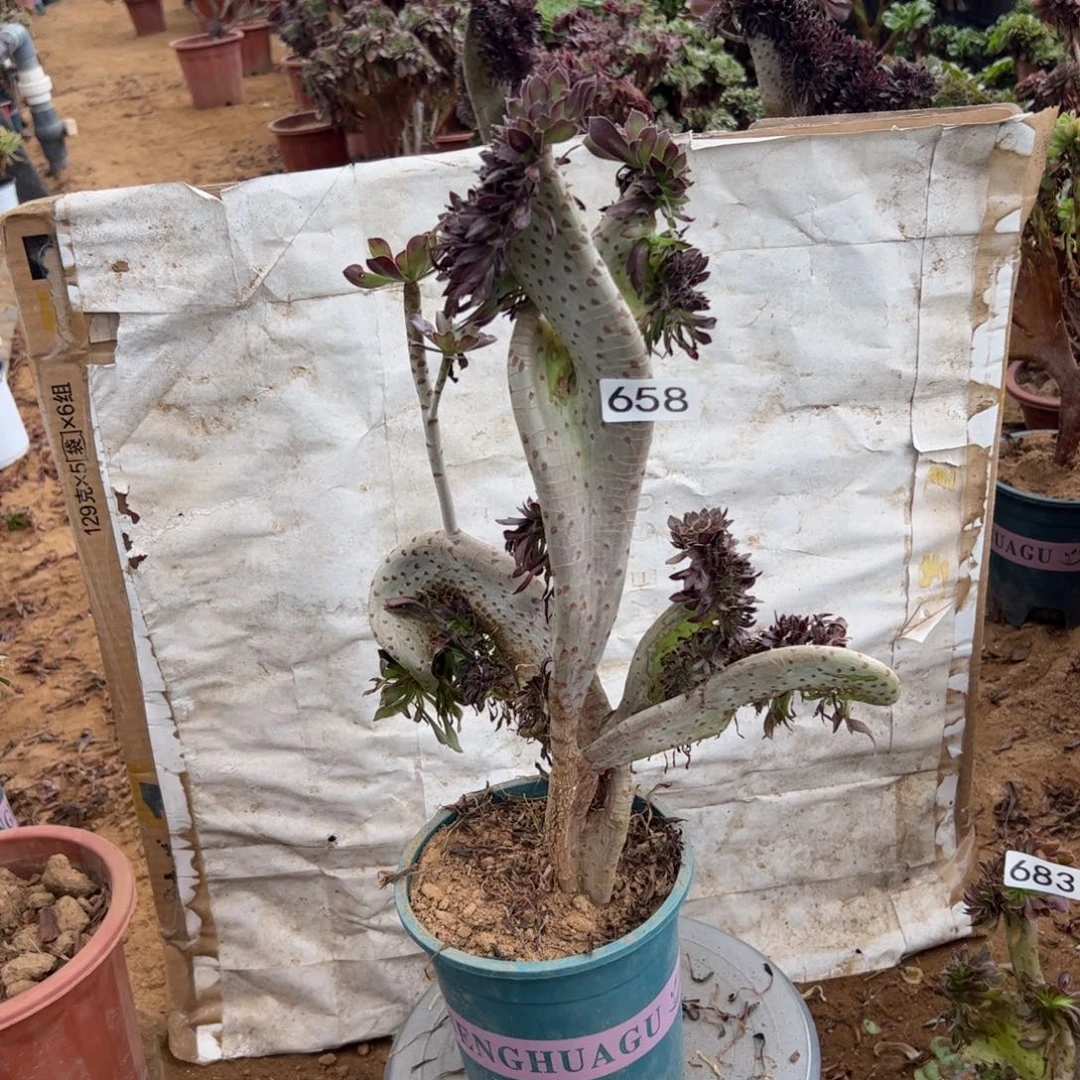 有伤双翅膀658高度40厘米