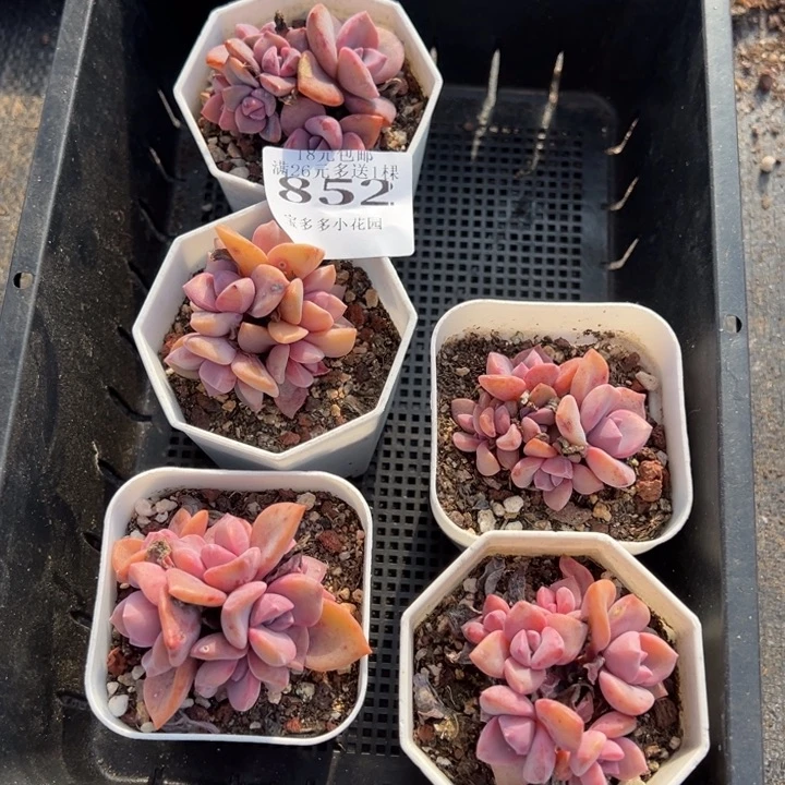 多***吖852号彩虹糖5颗量拍多肉满18元包邮下午发