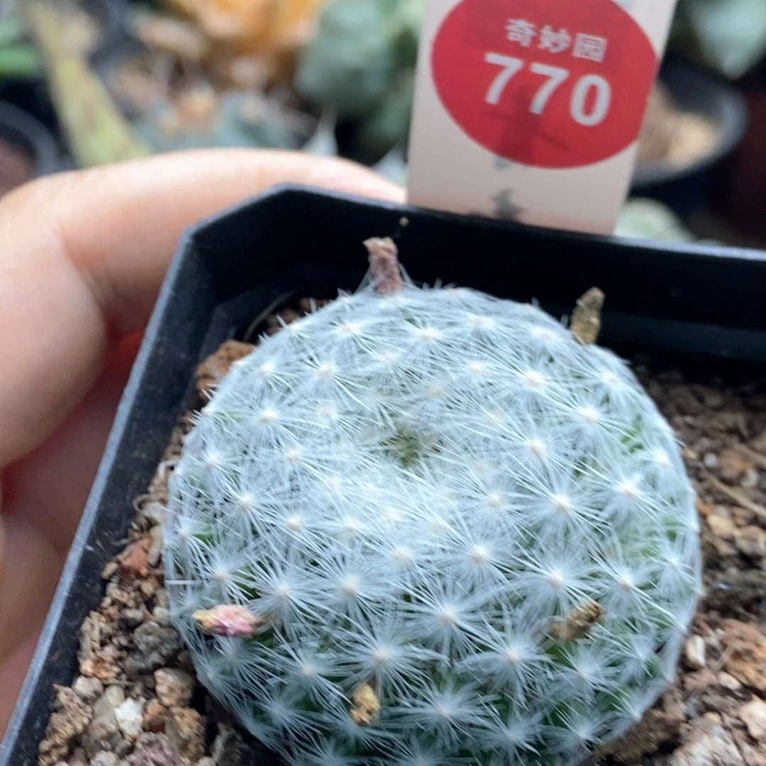 实生大型春星4.3cm