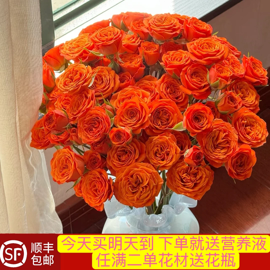 10支40-50朵花橙色芭比多头泡泡玫瑰鲜花高品质居家生活鲜切花 云南鲜花 顺丰包邮明天到任意两单花材送花瓶