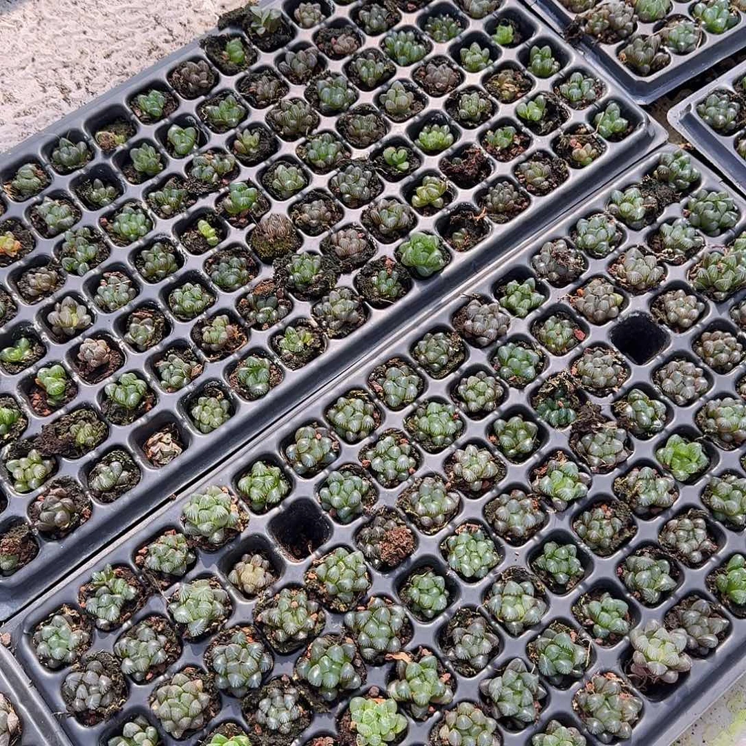 105孔玉露20颗不售后量拍