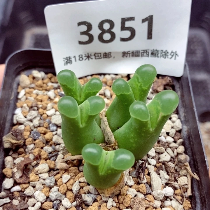 3851。